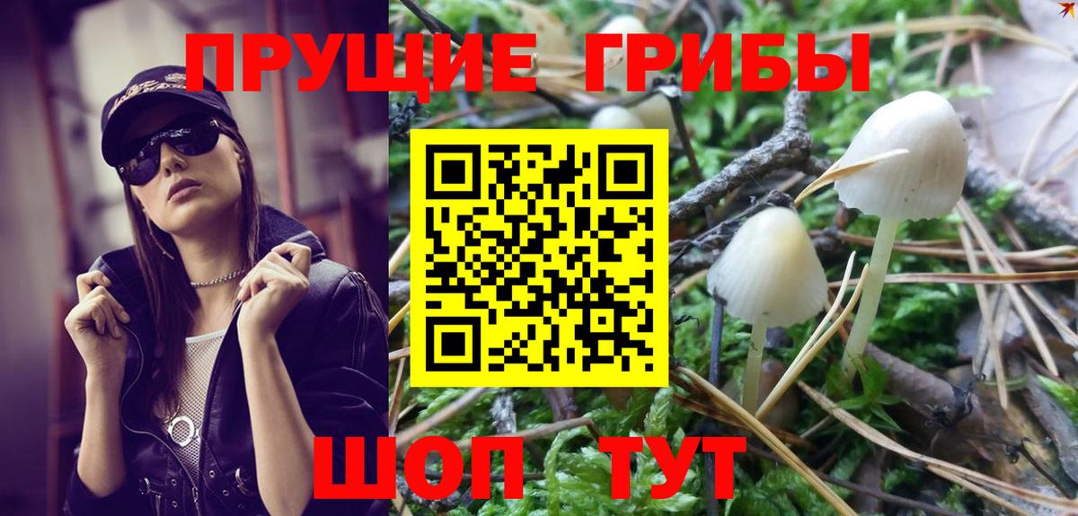 Псилоцибиновые грибы Psilocybe Усть-Джегута